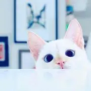Sの画像