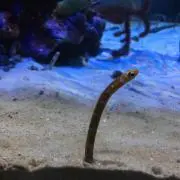 ちんあなご。の画像