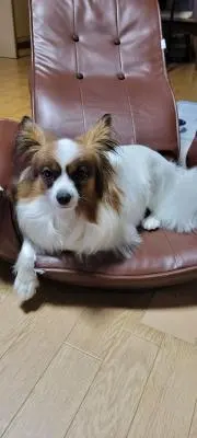 ぽての画像