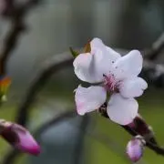 Piko