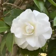 あまちゃんの画像