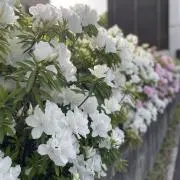 やまさやの画像