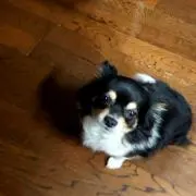 えすきち