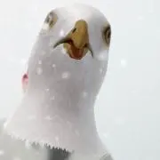 N〜プロフ読んでみてください〜の画像