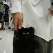 りゅちぇのとりこの画像