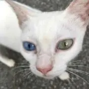 むぎ子