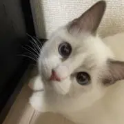 ムギの画像