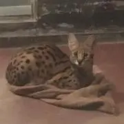 サバシロの画像