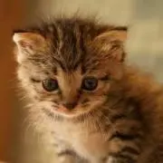 ままかり