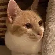 Moroの画像