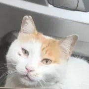 ねこの画像