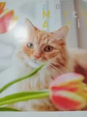 トコ
