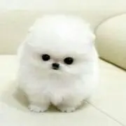 バイパー