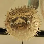 SKの画像