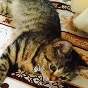 mamiの画像