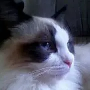 なちの画像