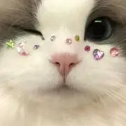 うかの画像