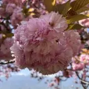 mkalohaの画像