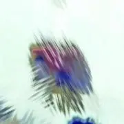 Pochiの画像