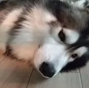 おはぎの画像