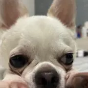 たかなの画像