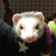 しょうこ