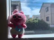 猫虎の画像