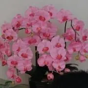 レオの画像