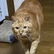 ジジ