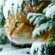 NEKOの画像