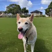 Pet's