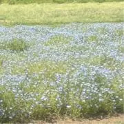 myfuiの画像