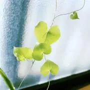 green33の画像