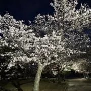 Eveの画像