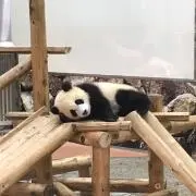 パンダの画像