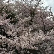桜観光