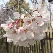 しらたま　5/5-6は発送不可の画像