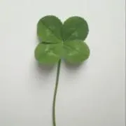 ごちるの画像