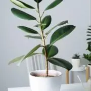 simpleの画像