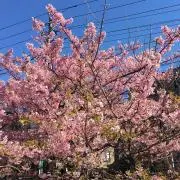 はあちの画像