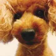 Tomo Tomoの画像