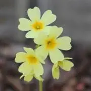 サクラソウの画像