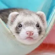 みじ