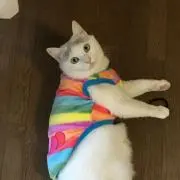 アリスの画像