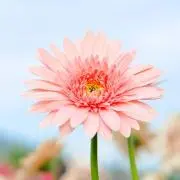 ❁うみ❁︎プロフ必読！購入前にコメ下さいの画像