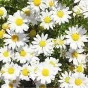 りんごの画像