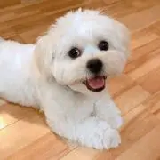 かなりんの画像