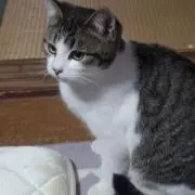 もみいちゃんの画像