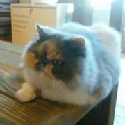 ともともの画像
