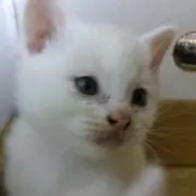 にゃん太